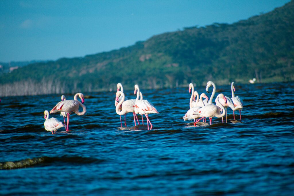Nakuru Safari photo 5