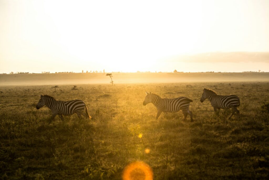 Nakuru Safari photo 4