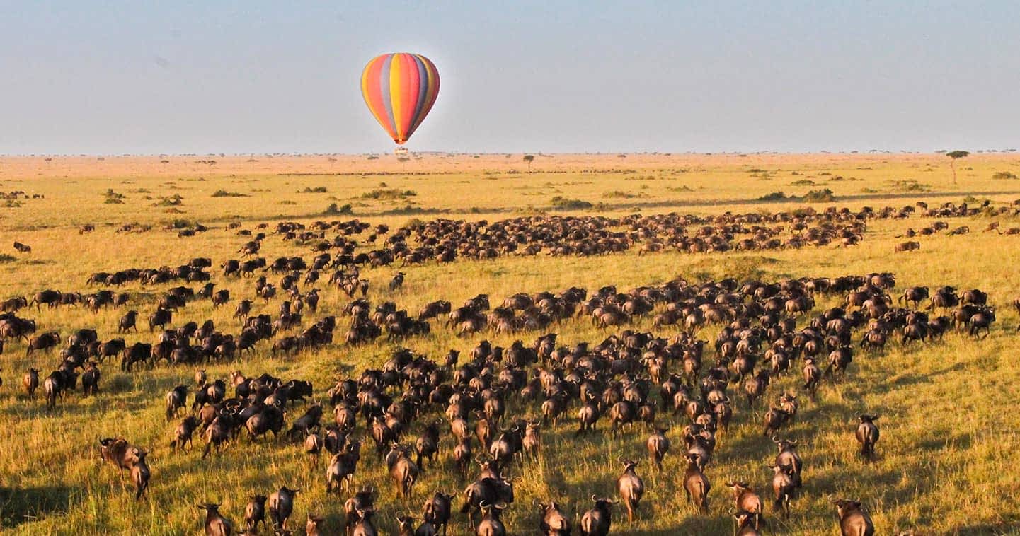 Aerial view of the Great Wildebeest Migration crossing the Mara River from a hot air balloon.