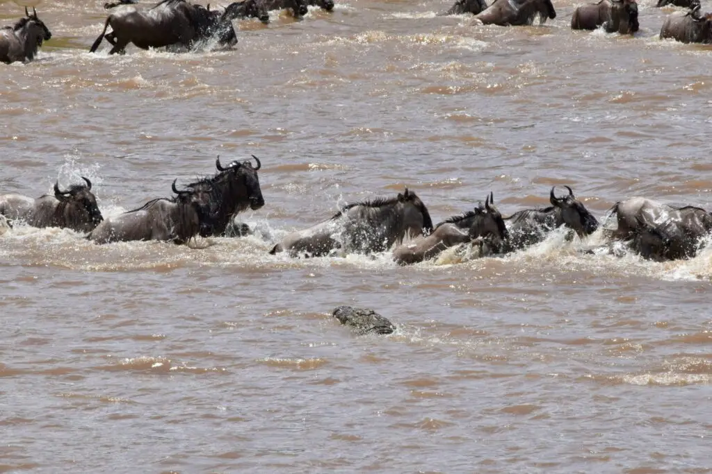 Murchison Falls National Park photo 5
