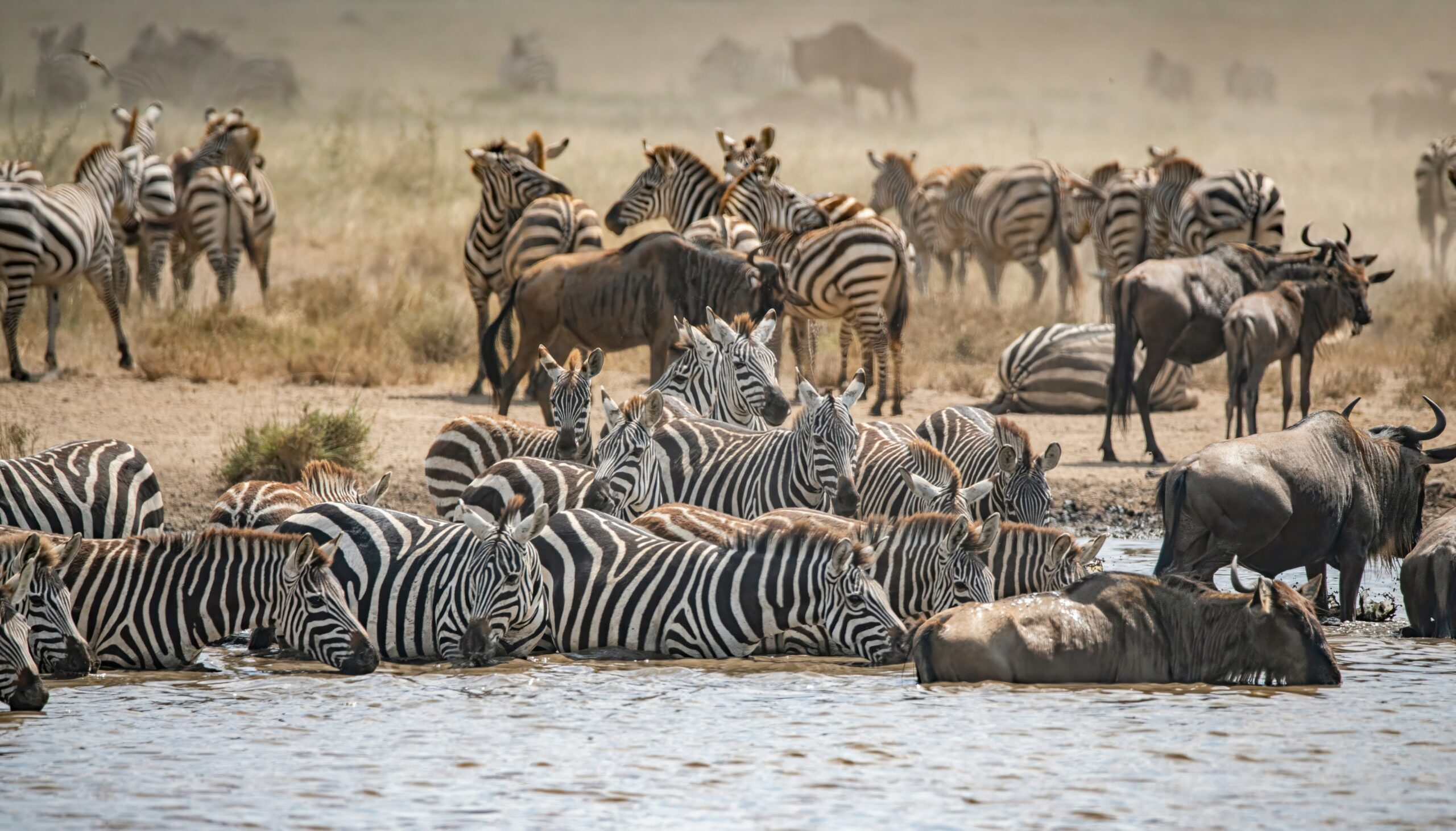 Wildebeest migration in Kenya – best time to visit Kenya
