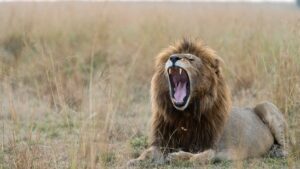 Lion spotted on a budget shared big 5 safari in Masai Mara