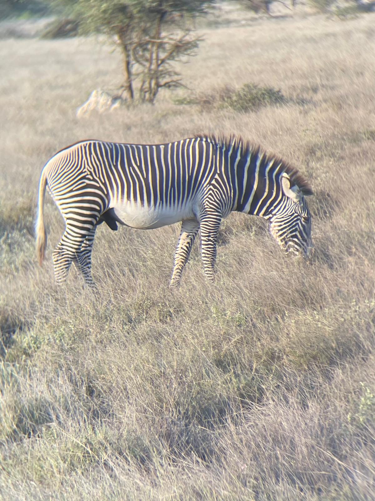 The Gravys Zebra in Samburu, Kenya