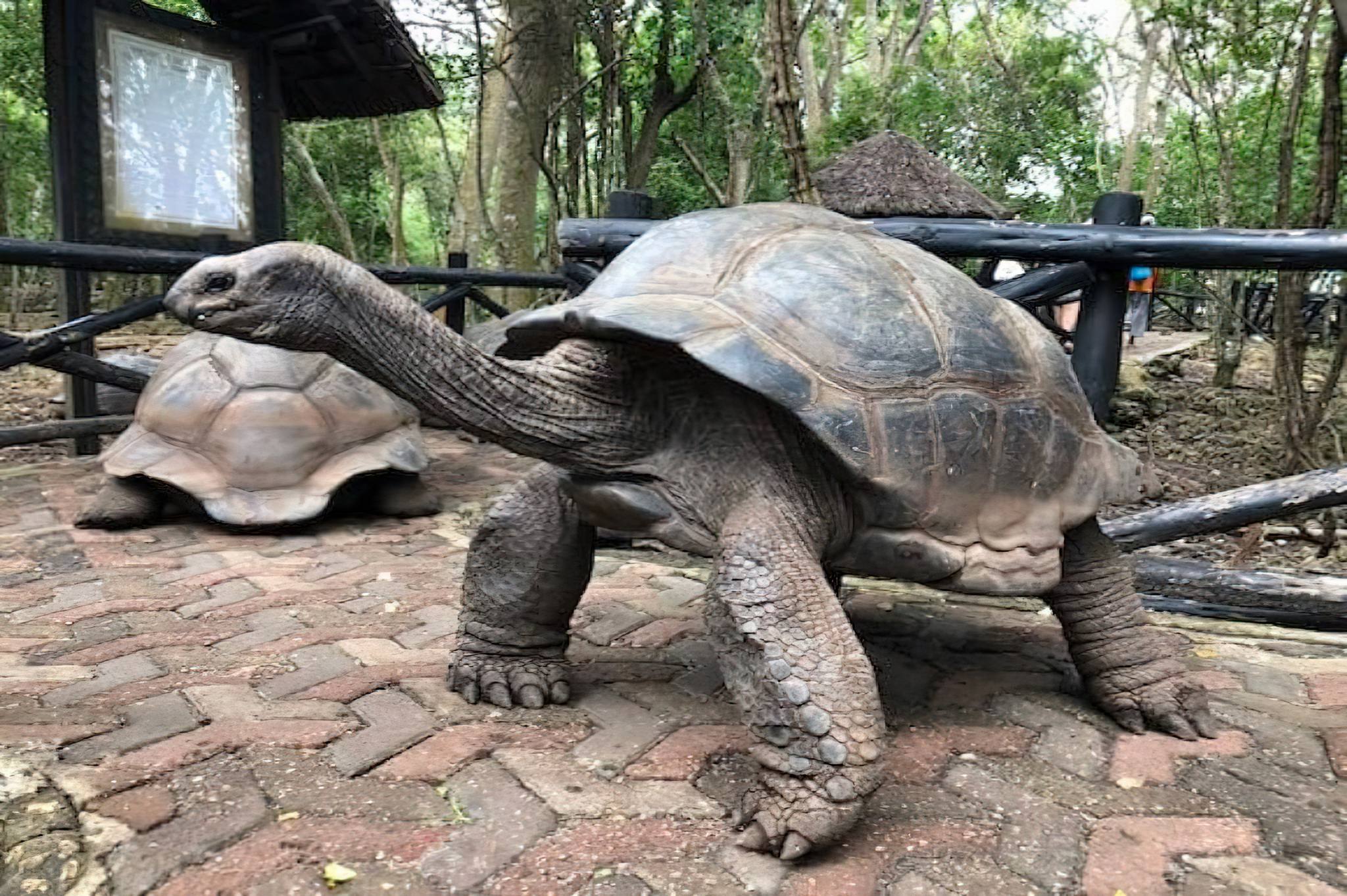 The Aldabra Tortoise of Prison Island, Zanzibar
