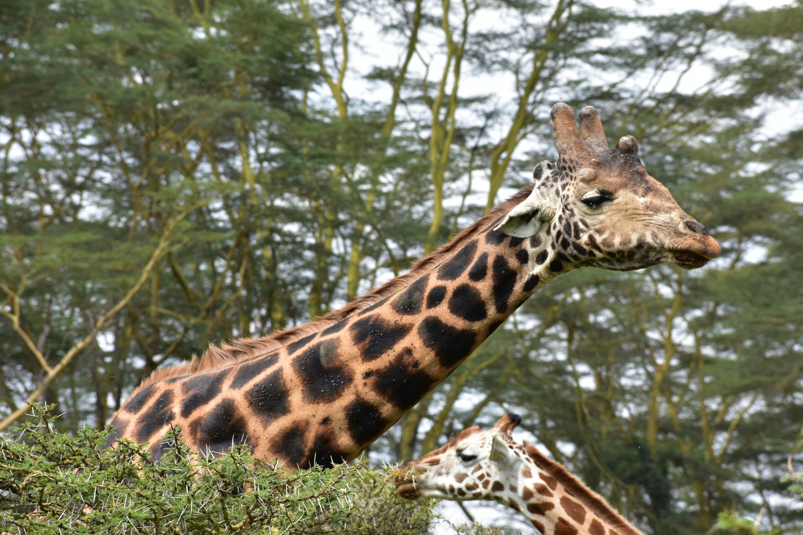 A Rothschild giraffe in Lake Nakuru National Park