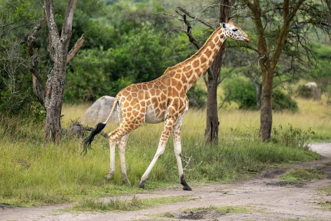 Nubian giraffe