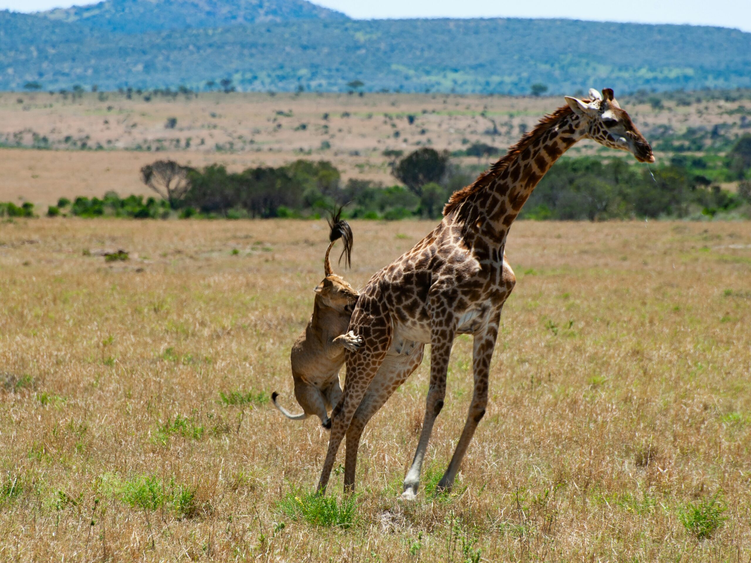 A lion preying on a Masai girrafe in Masai Mara