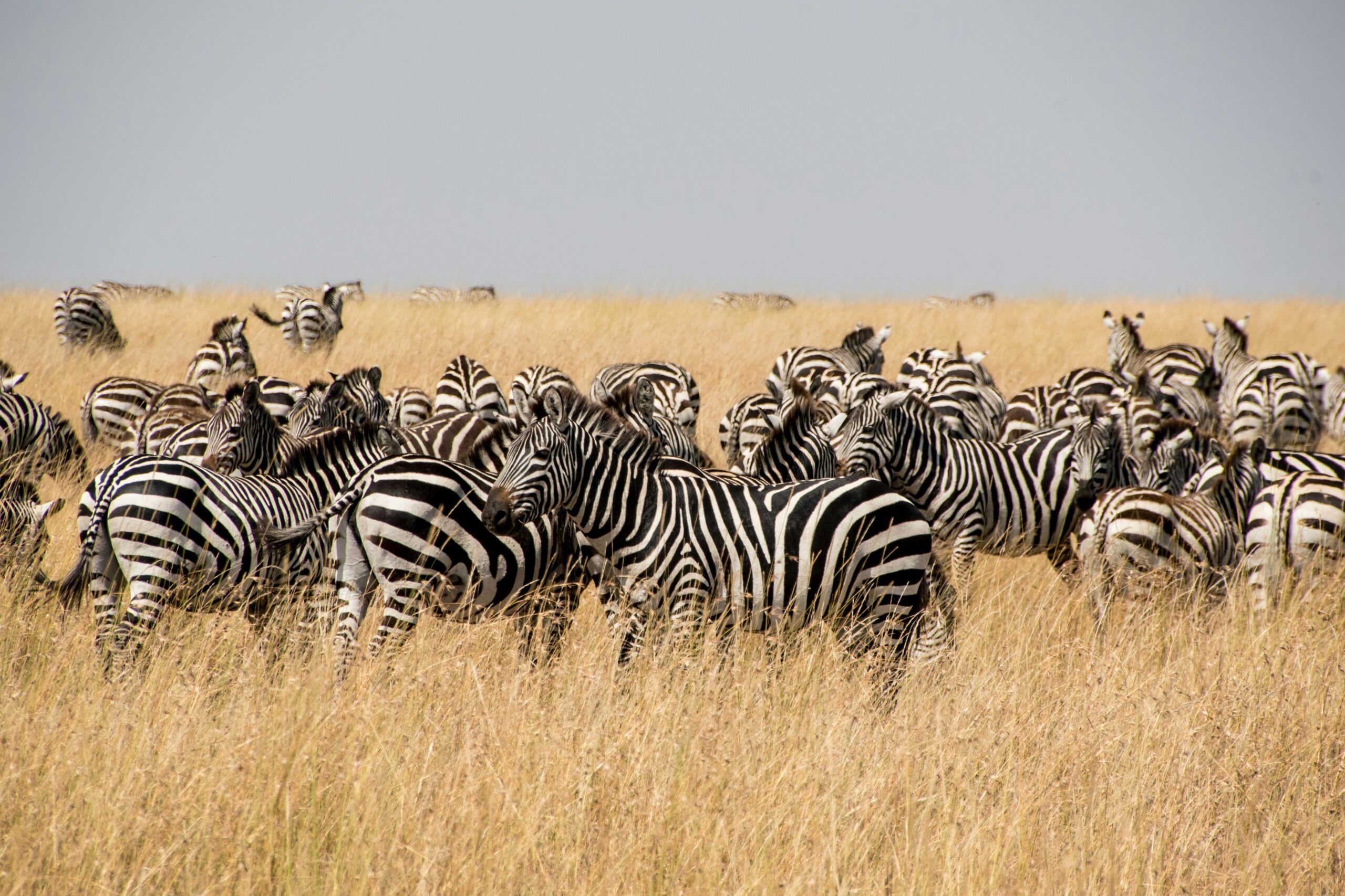 Aherd of Zebras spotted in Kenya during a safari