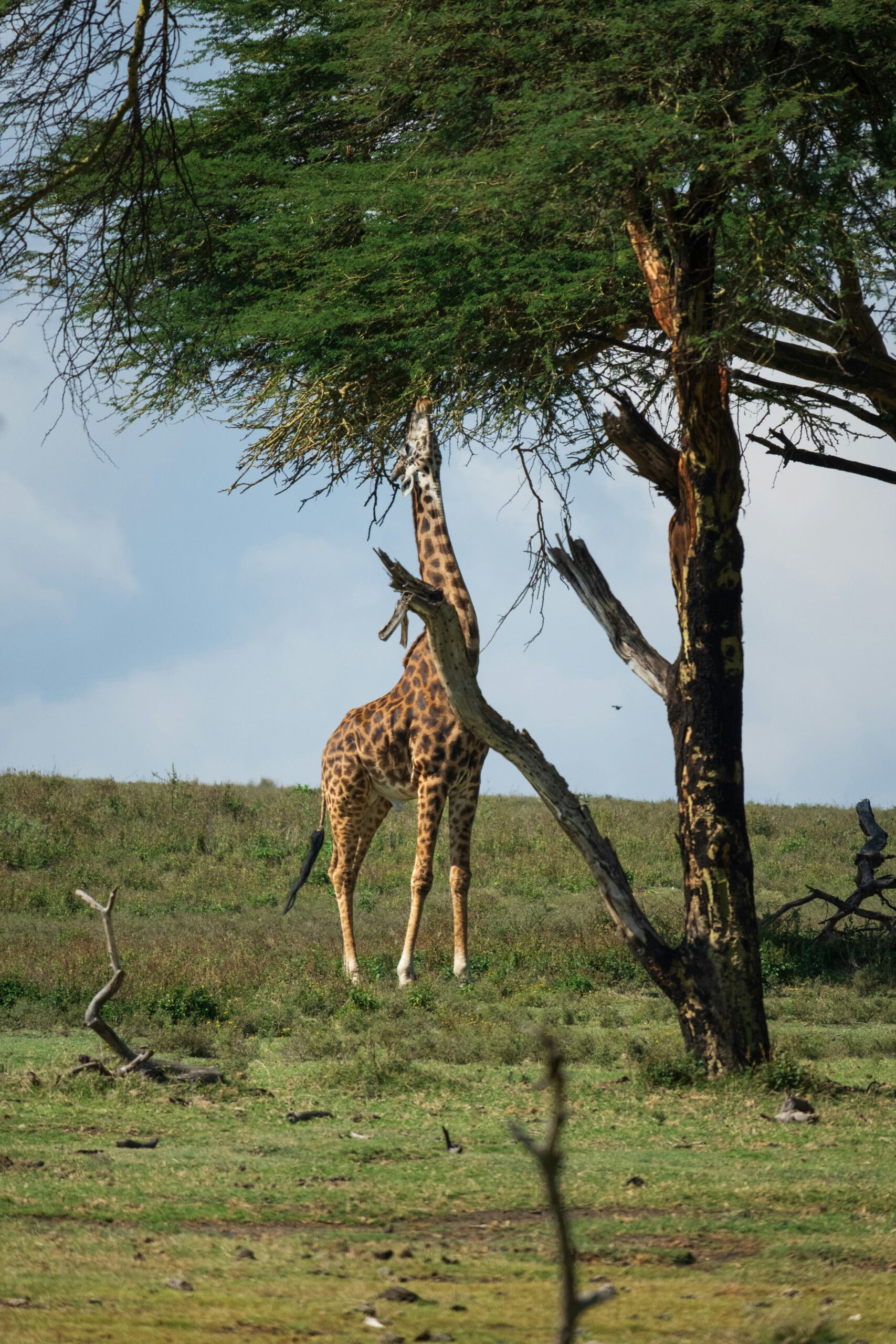 giraffe naivasha