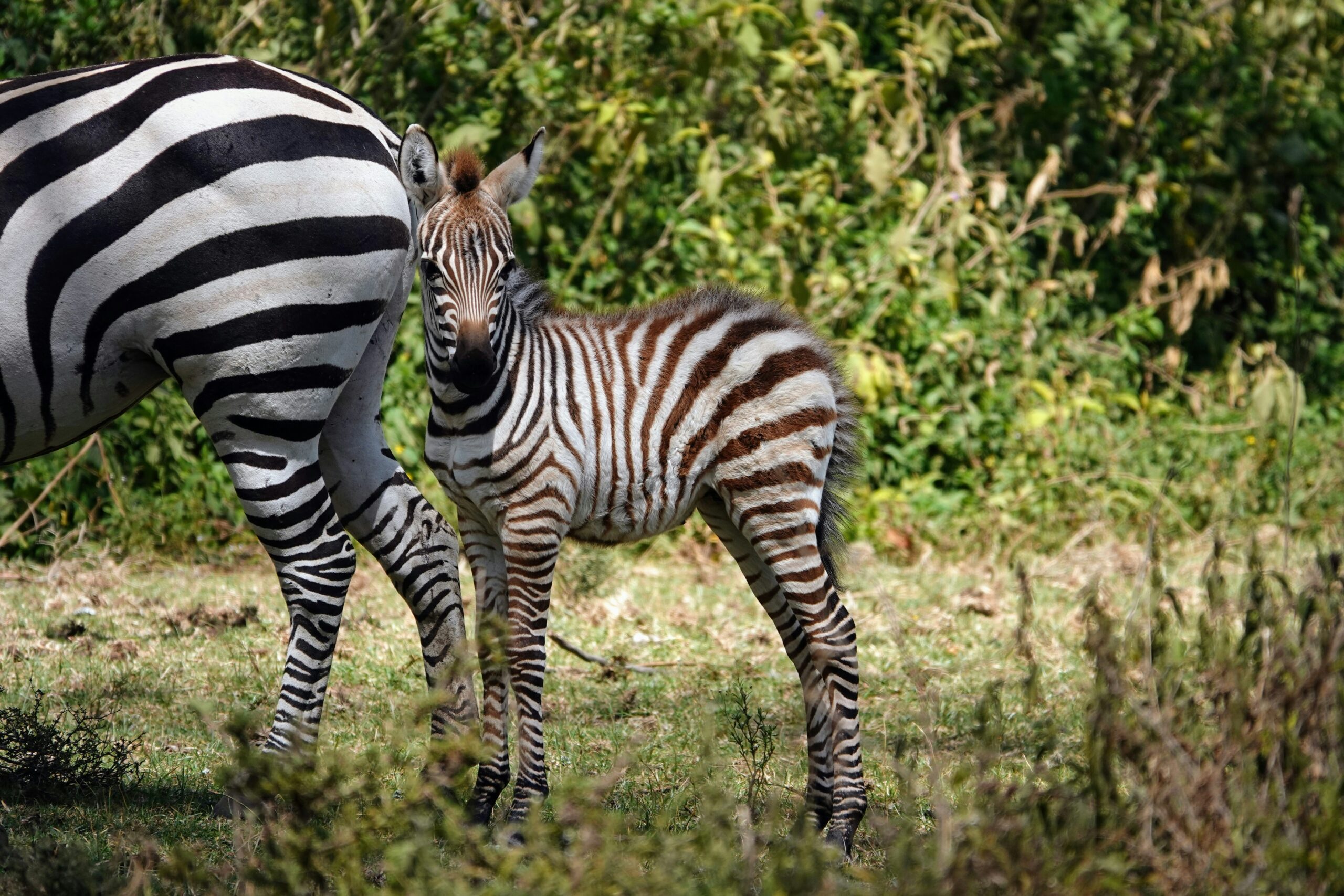 A Zebra with it's foal in Hell's Gate National Park
