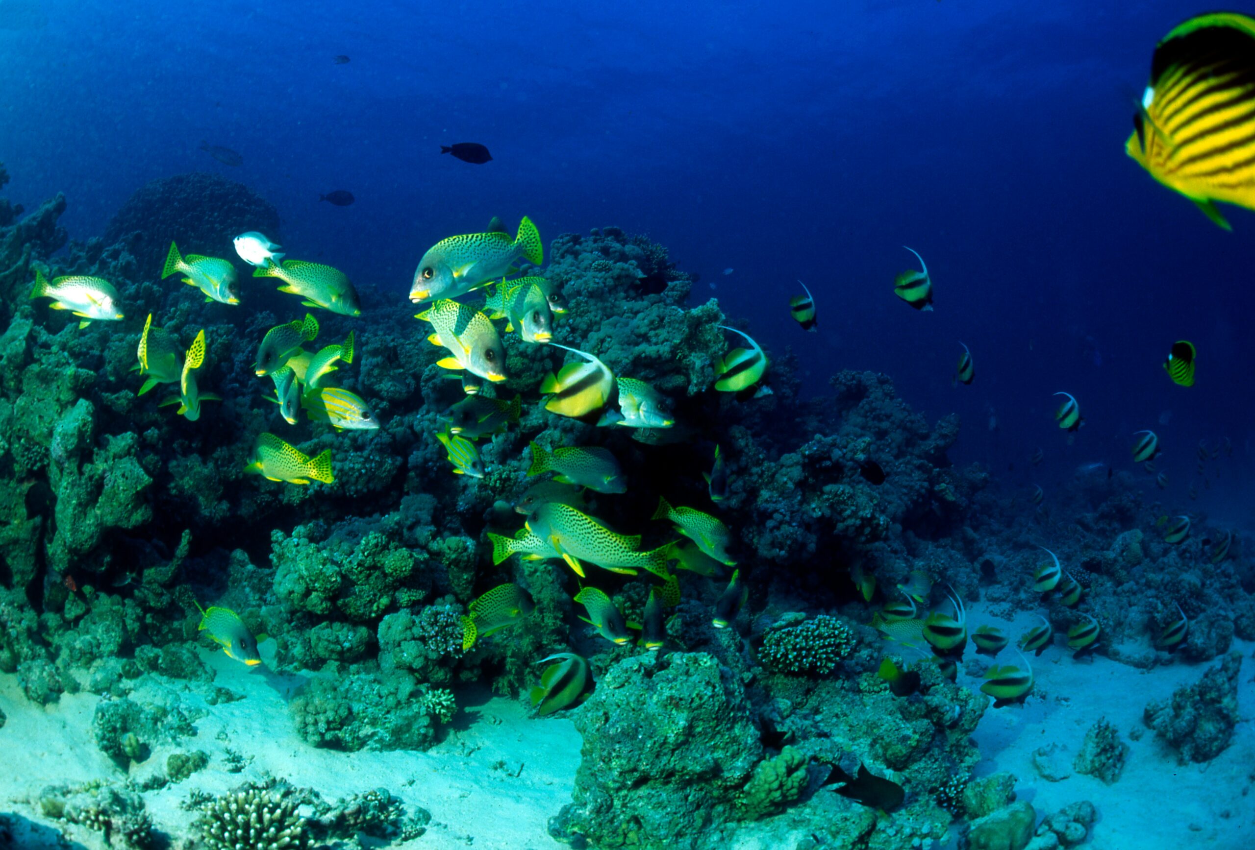 Snorkelling at Prison Island, Zanzibar