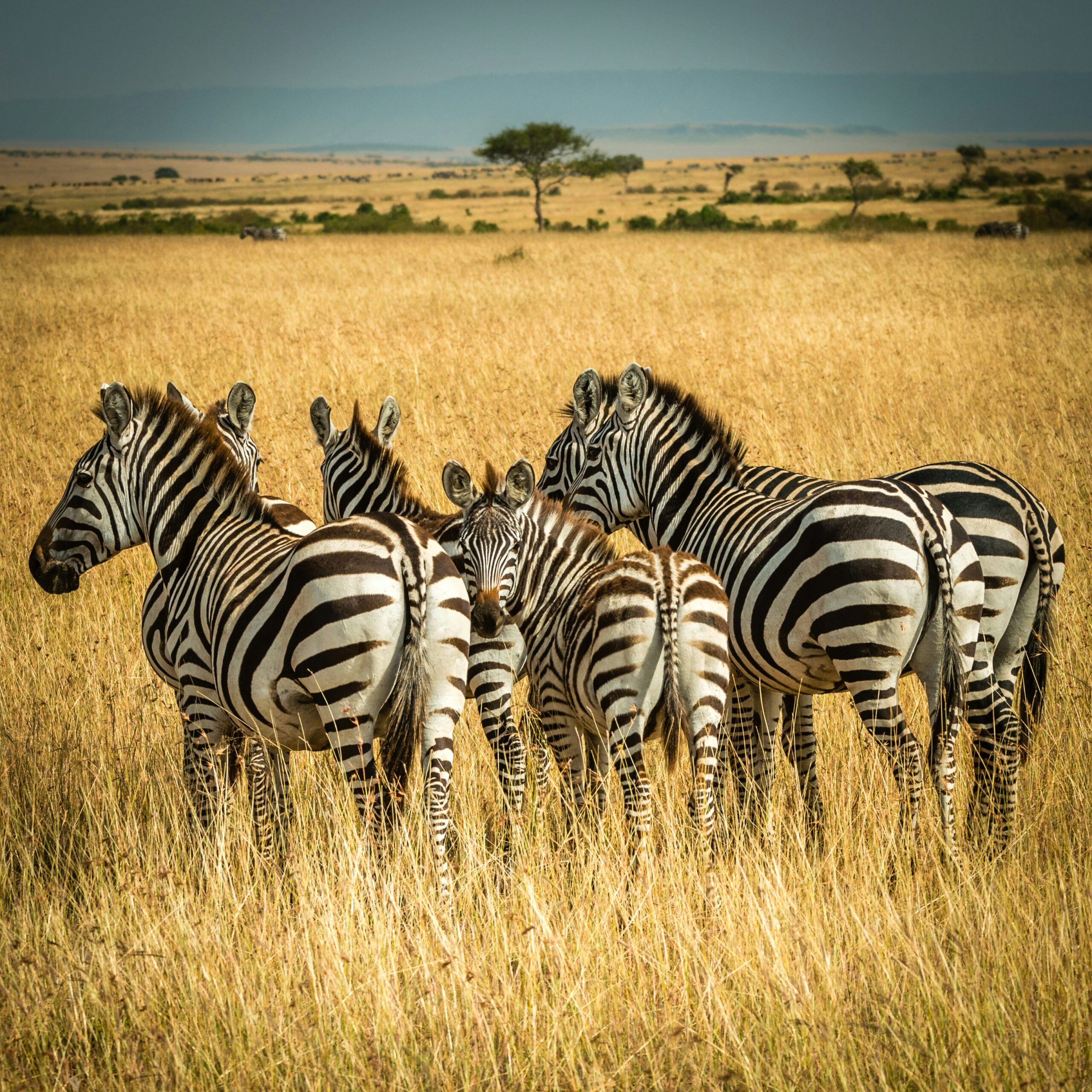 A herd of Plain Zebras in Masai Mara