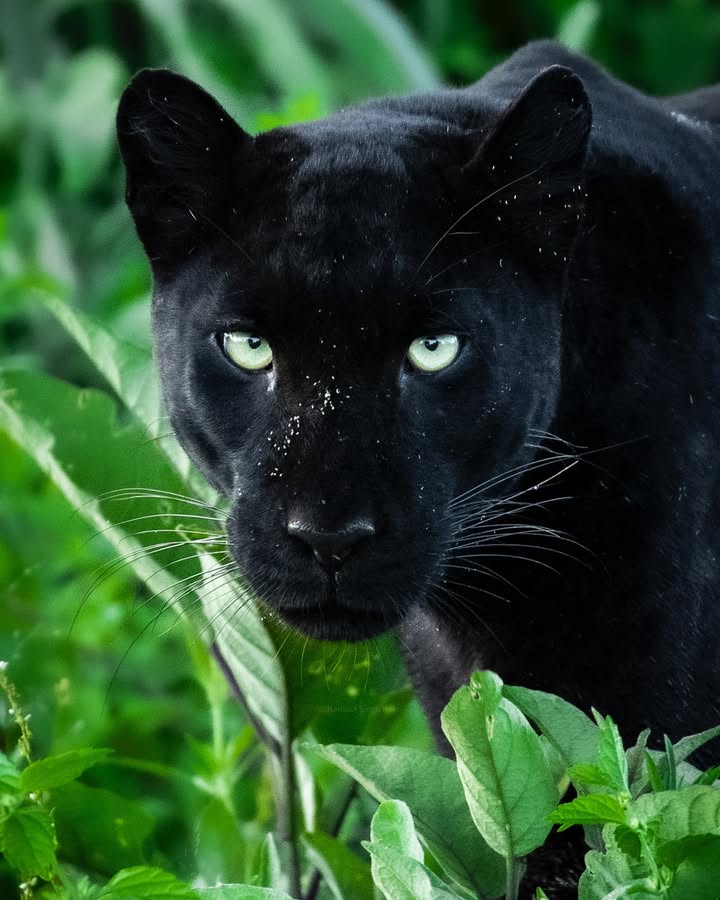 Giza Mrembo - The balck panther of Laikipia, Kenya
