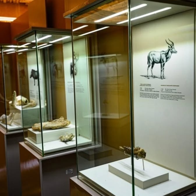 The Olduvai Gorge Museum