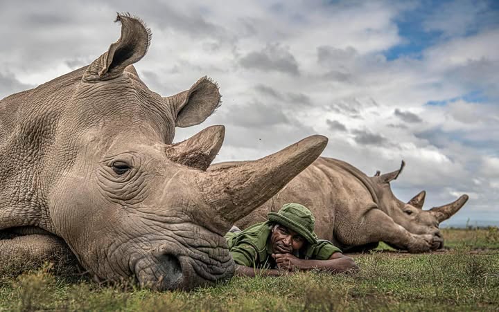 The endangered Northern White Rhino at Ol Pejeta Conservancy