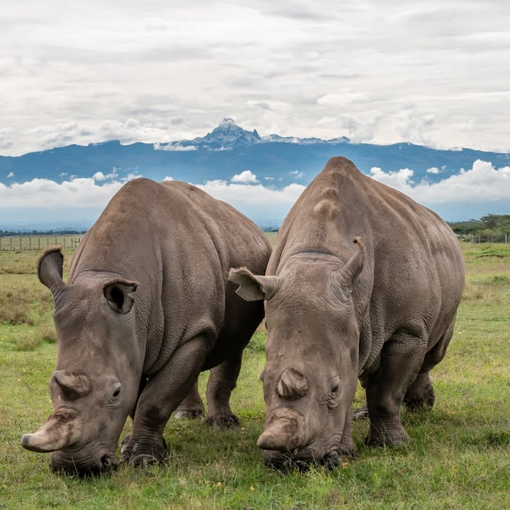 Najin & Fatu, the last two Northern White Rhinos at Ol Pejeta Conservancy