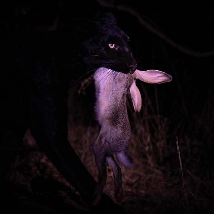 Giza Mrembo hunting at night