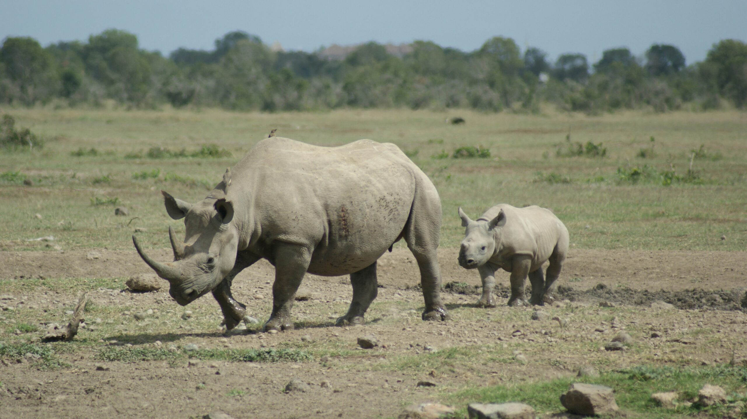 A white rhino with her calf at Ol Pejeta