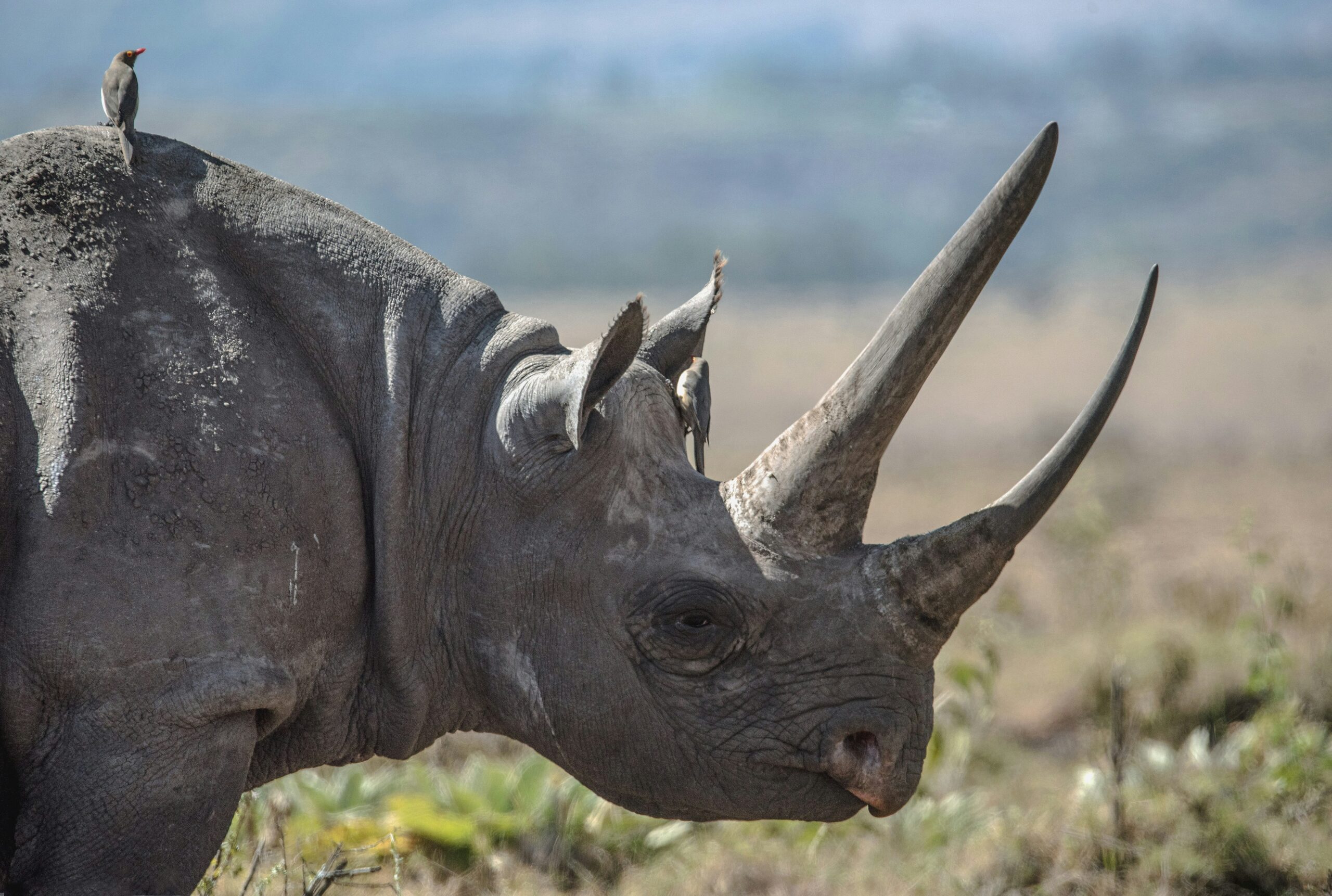A female black rhino at Lewa Wildlife Conservancy