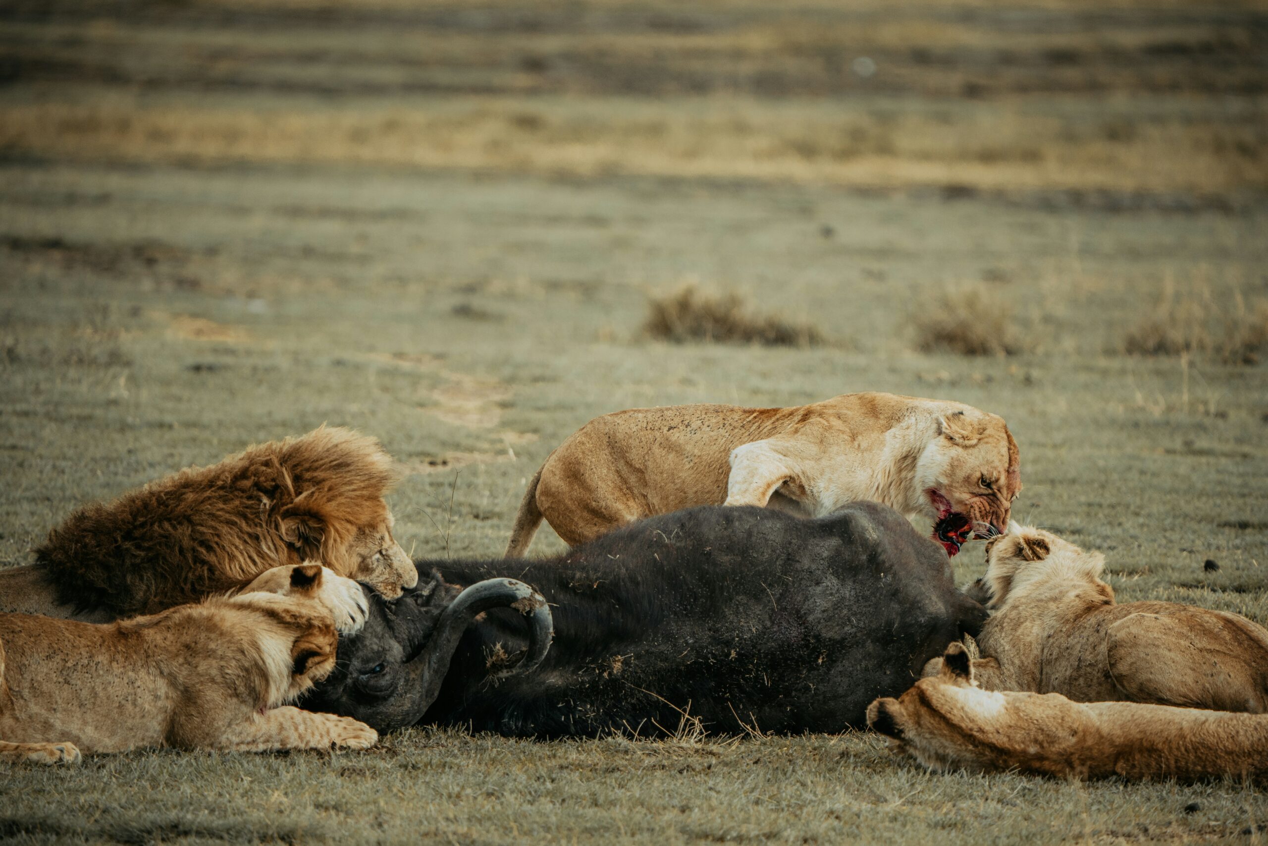 A pride of Lions enjoying their kill in Serengeti, Tanzania - Safari