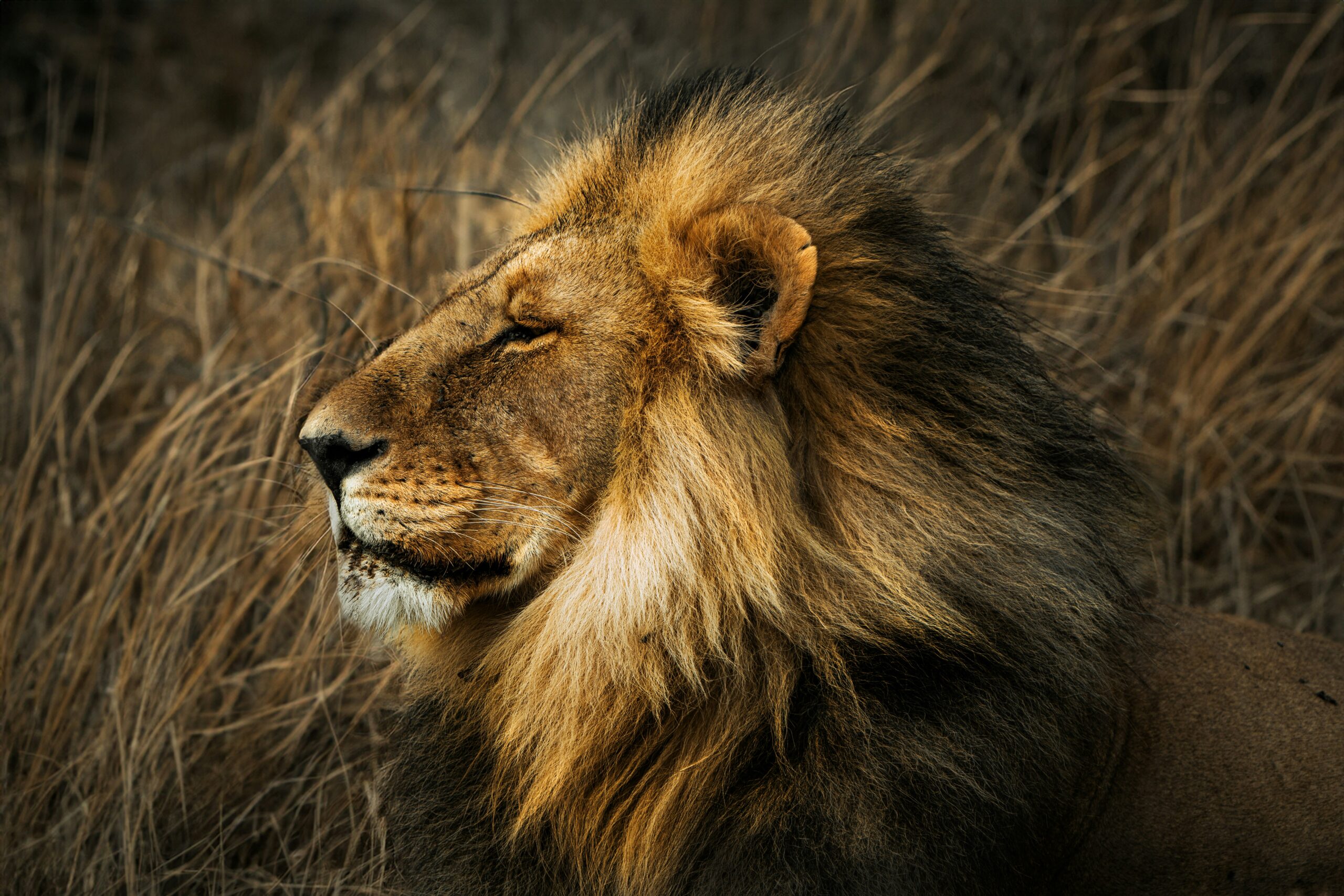A lion in the plains of Masai Mara on Safari in Kenya
