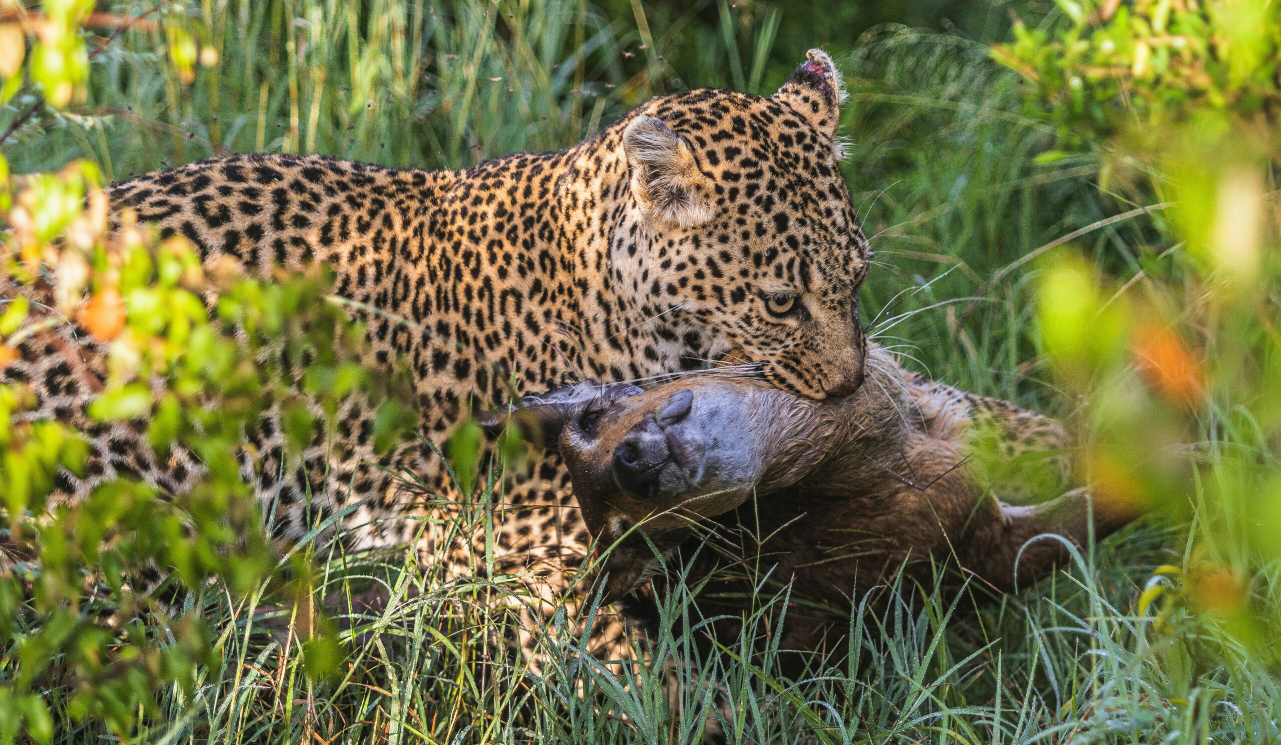 A Leopard carrying its kill in Masai Mara, Kenya Safari