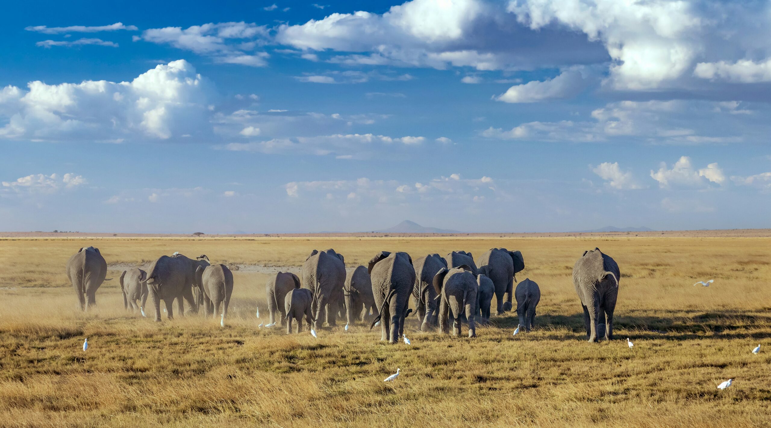 A herd of Elephants captured roaming in Amboseli on safari in Kenya