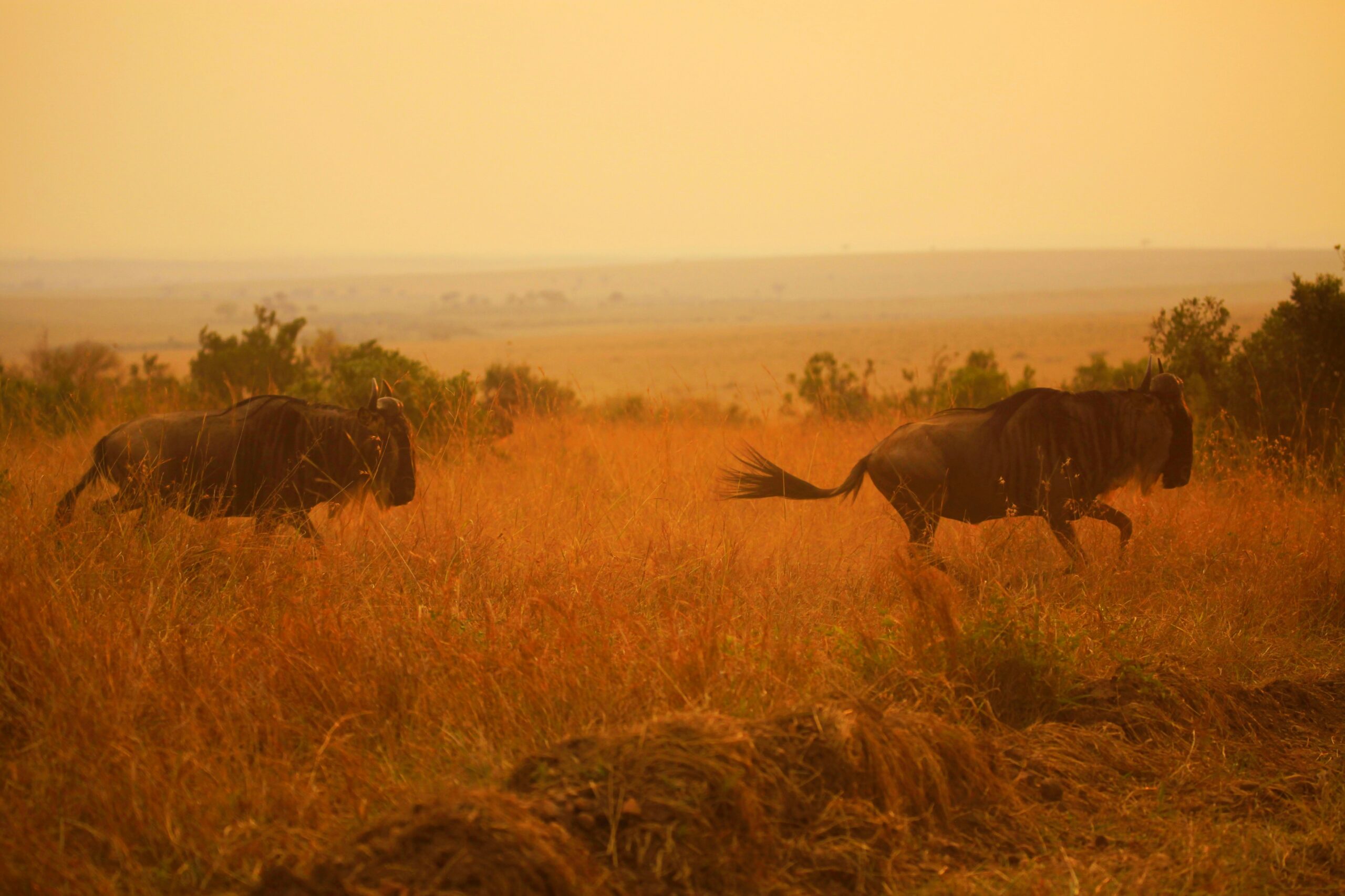 Wildebeest migration captured on Safari in Serengeti, Tanzania