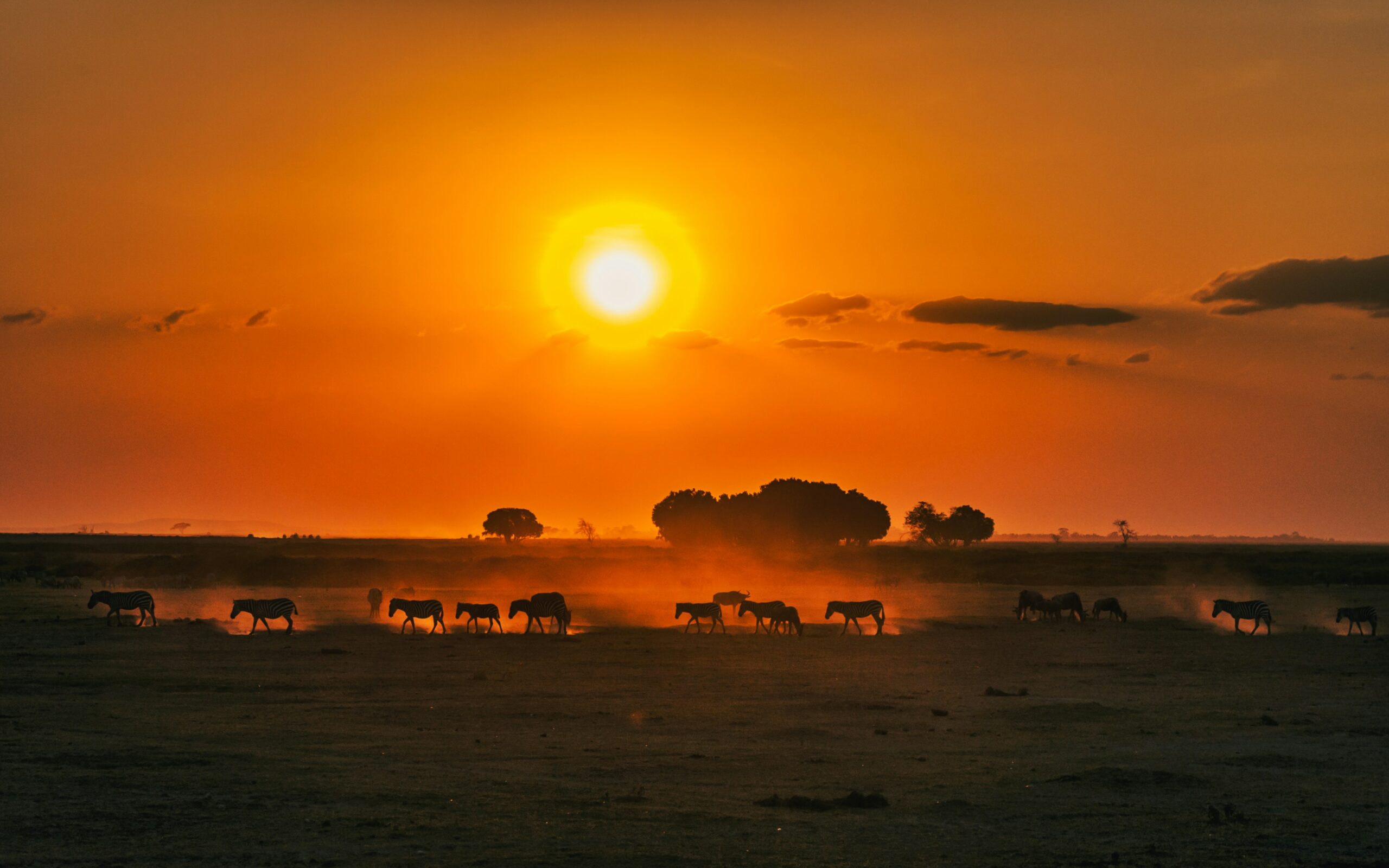 wild animals on safari at sunst in masai mara serengeti