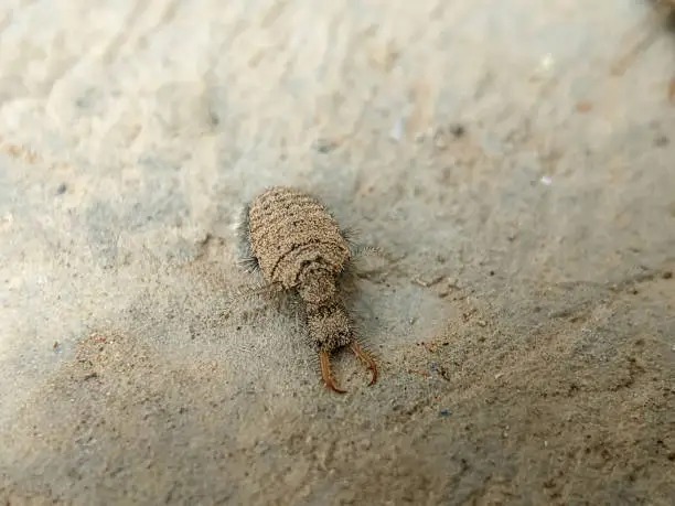 Antlion in Kenya’s sandy soil, Africa’s Small 5 insect predator