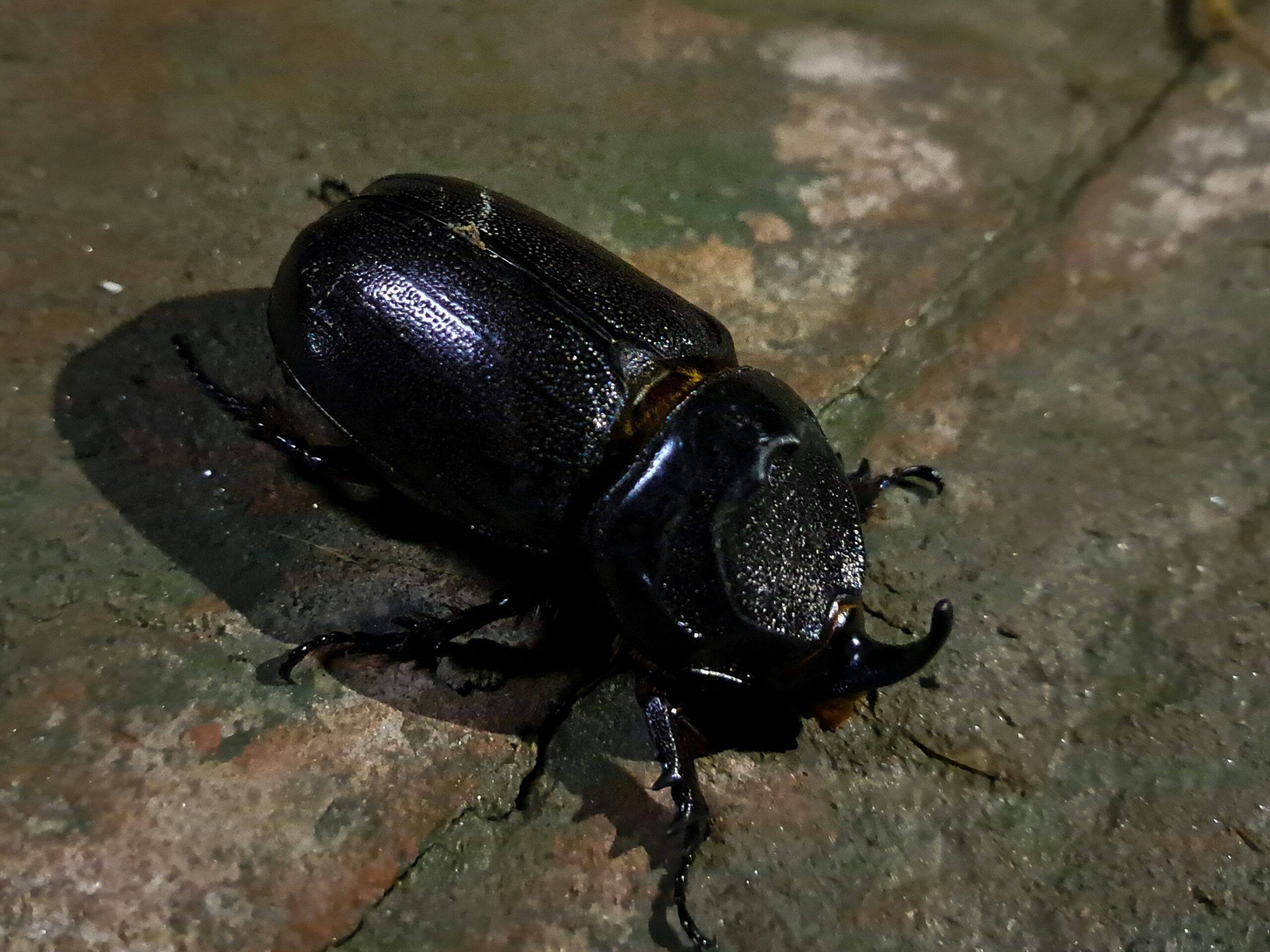 Rhinoceros beetle, Africa’s strongest Small 5 insect on safari
