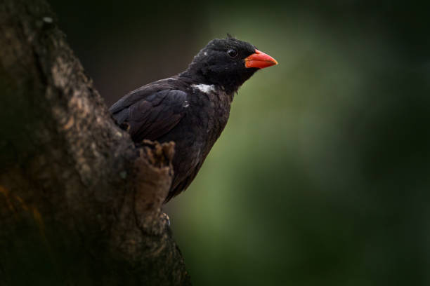 Buffalo weaver bird in Africa, a noisy Small 5 safari species