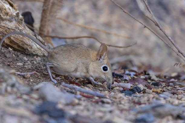 Tiny elephant shrew in African bush, one of the Small 5 safari animals