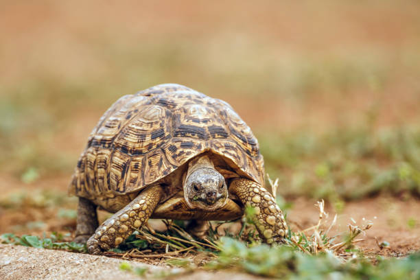 Leopard tortoise in the wild, Africa’s Small 5 reptile on safari
