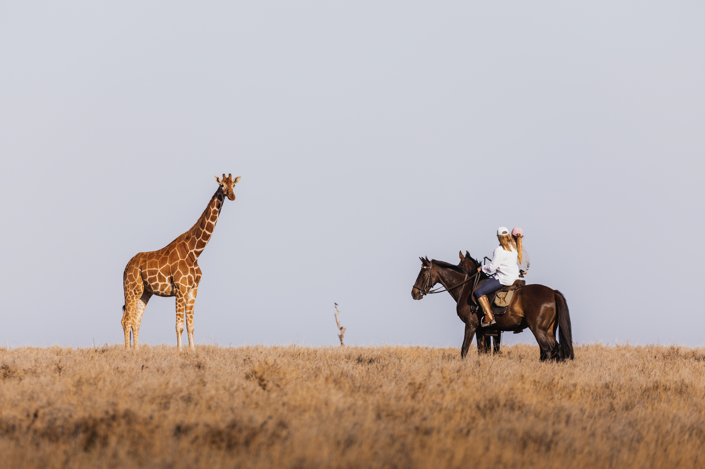 Sunset horseback riding adventure in Lewa Wildlife Conservancy, Kenya