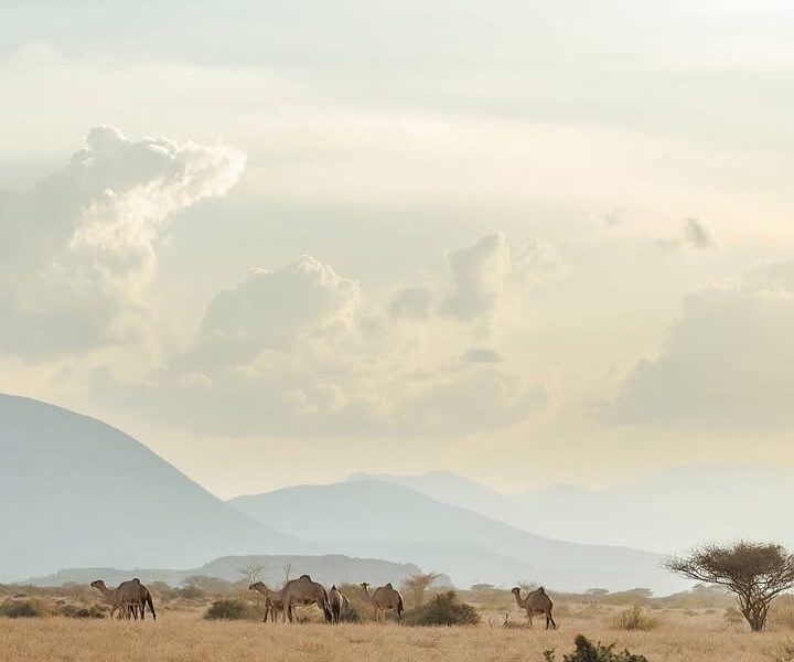 Camel rides in Marsabit