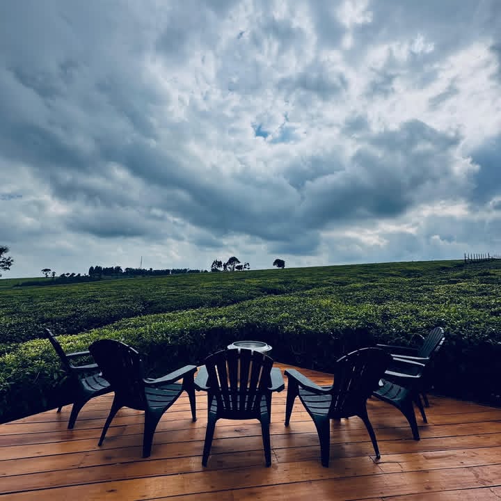 Stunning panoramic view of Tigoni Tea Farm’s endless green plantations
