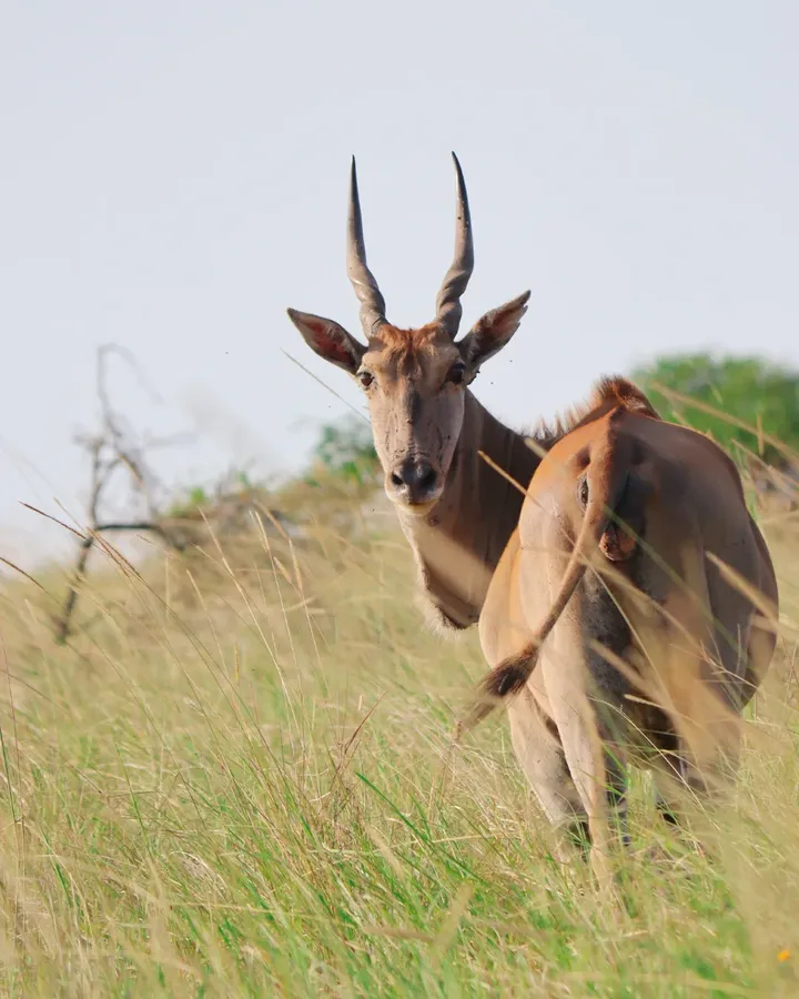 An eland grazing in Nguuni Nature Sanctuary, Mombasa