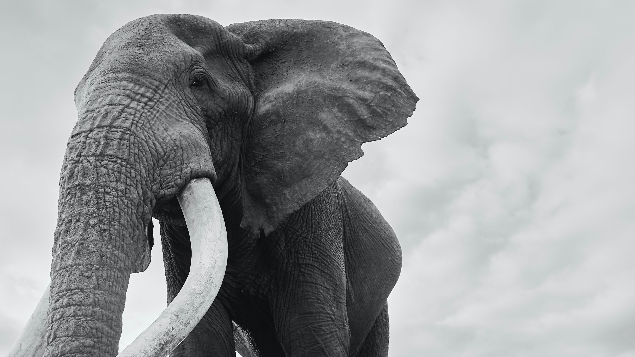A amboseli tusker spotted on kenyan safaris