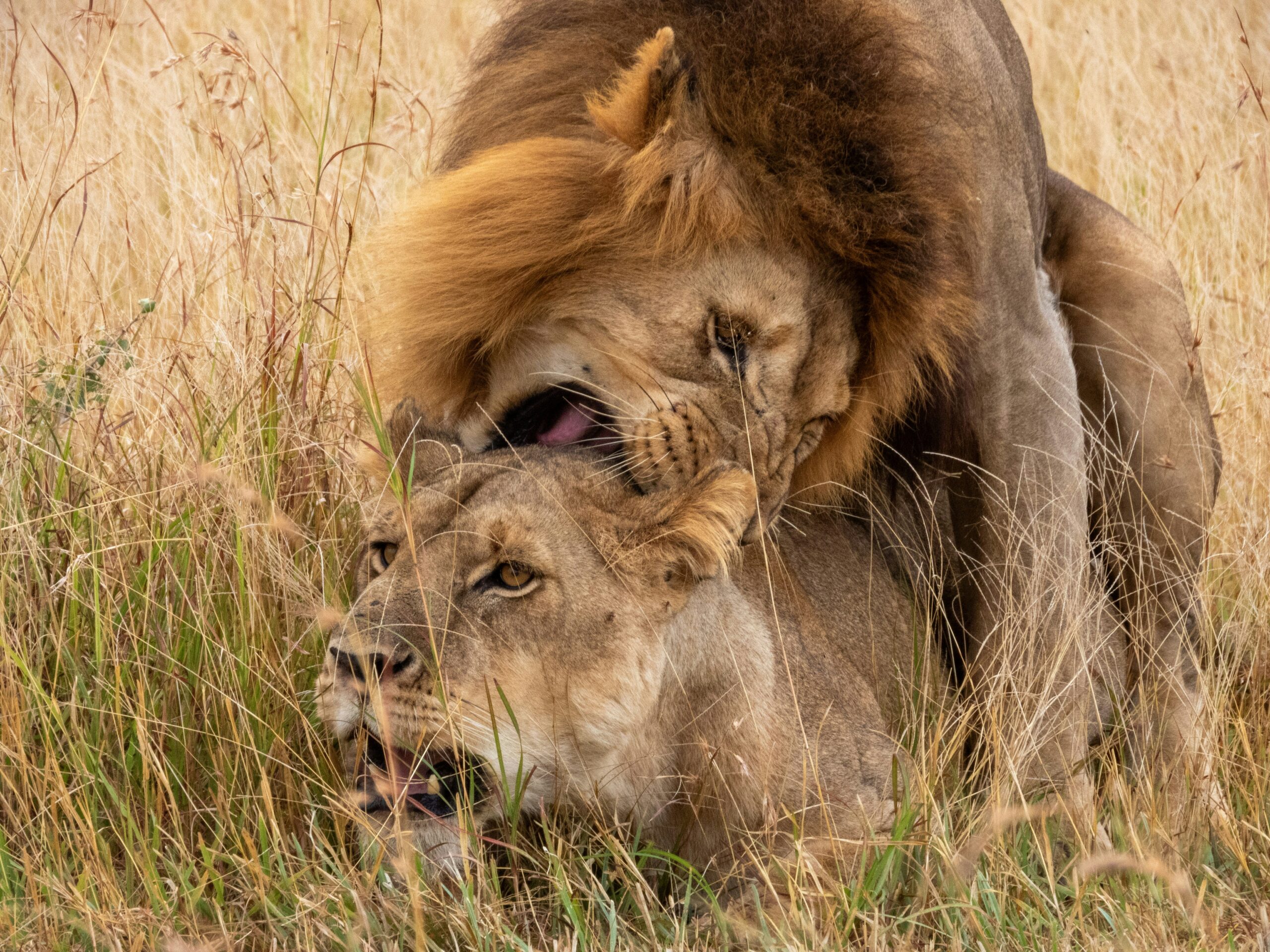 lion mating in masai mara how far can lions smell