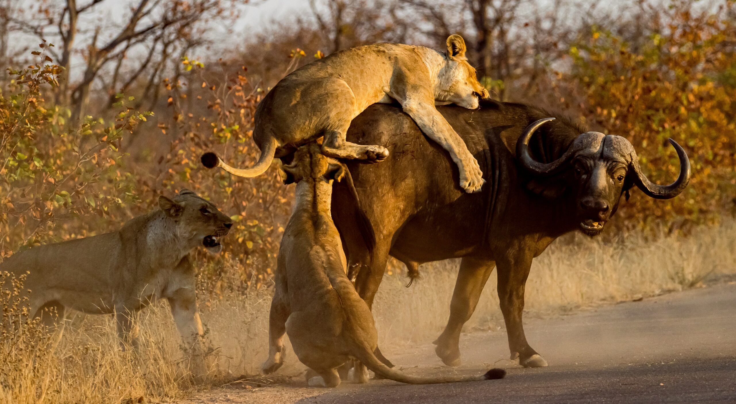 Lions attacking a buffalo