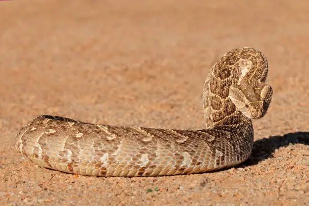 The Puff Adder Snake in Kenya
