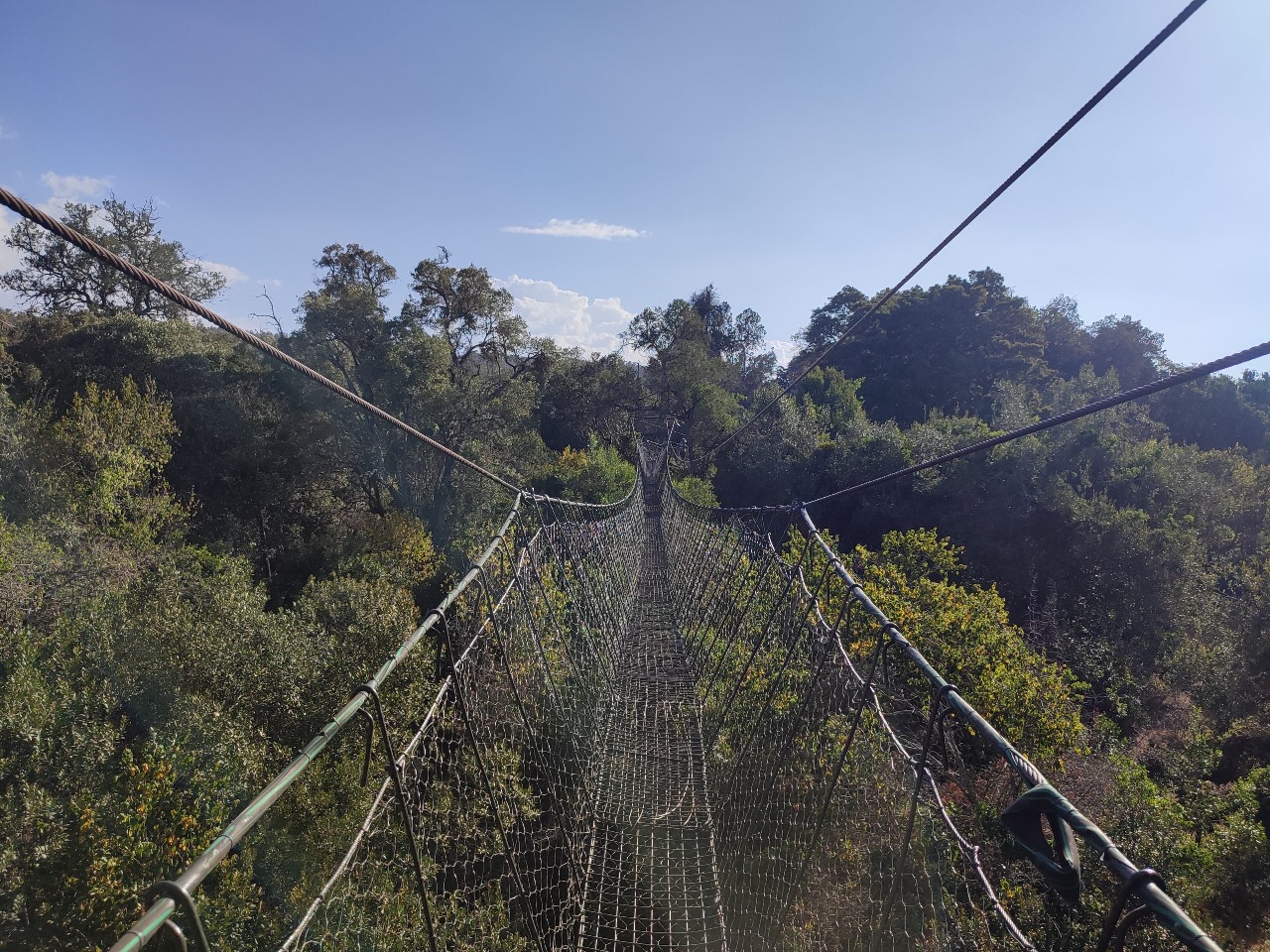 The canopy walk at Ngare Ndare Forest