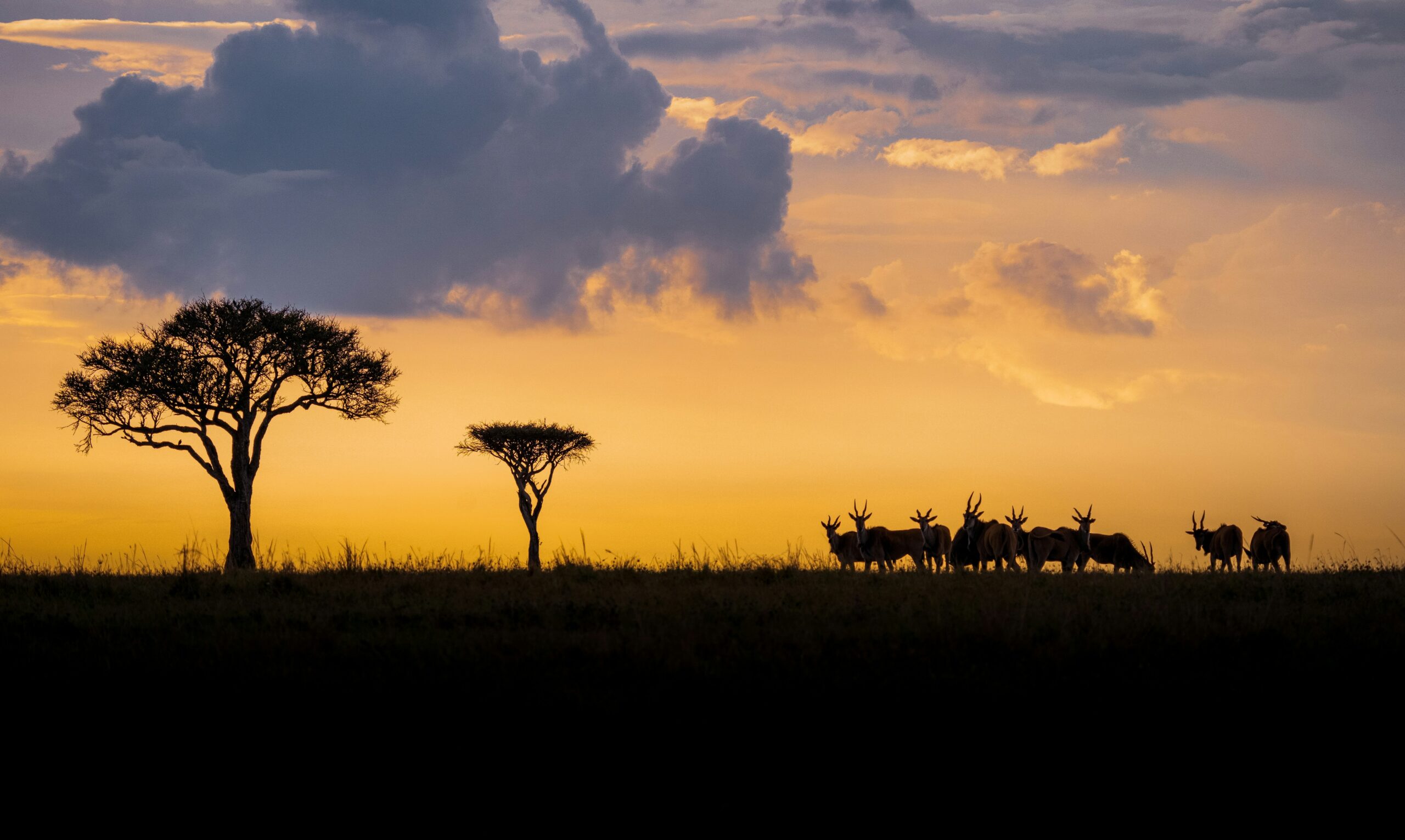 kenya safaro - yellow fever vaccine