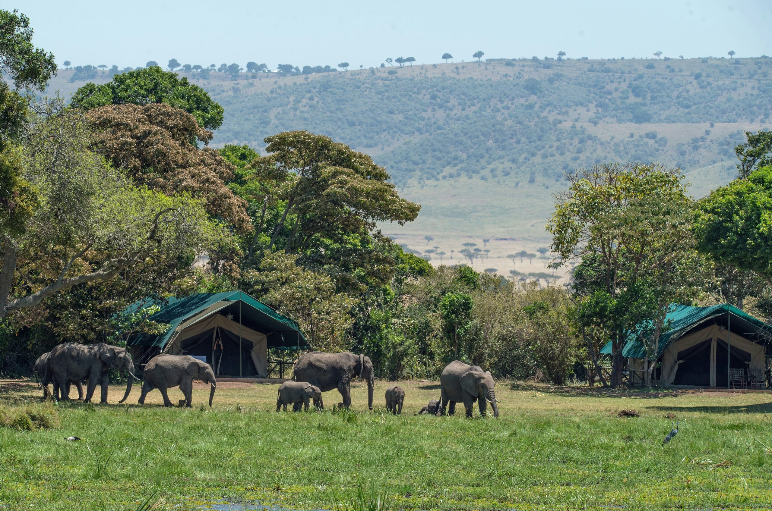 Affordable safari camp in Kenya - Cheapest time to book a Kenyan safari