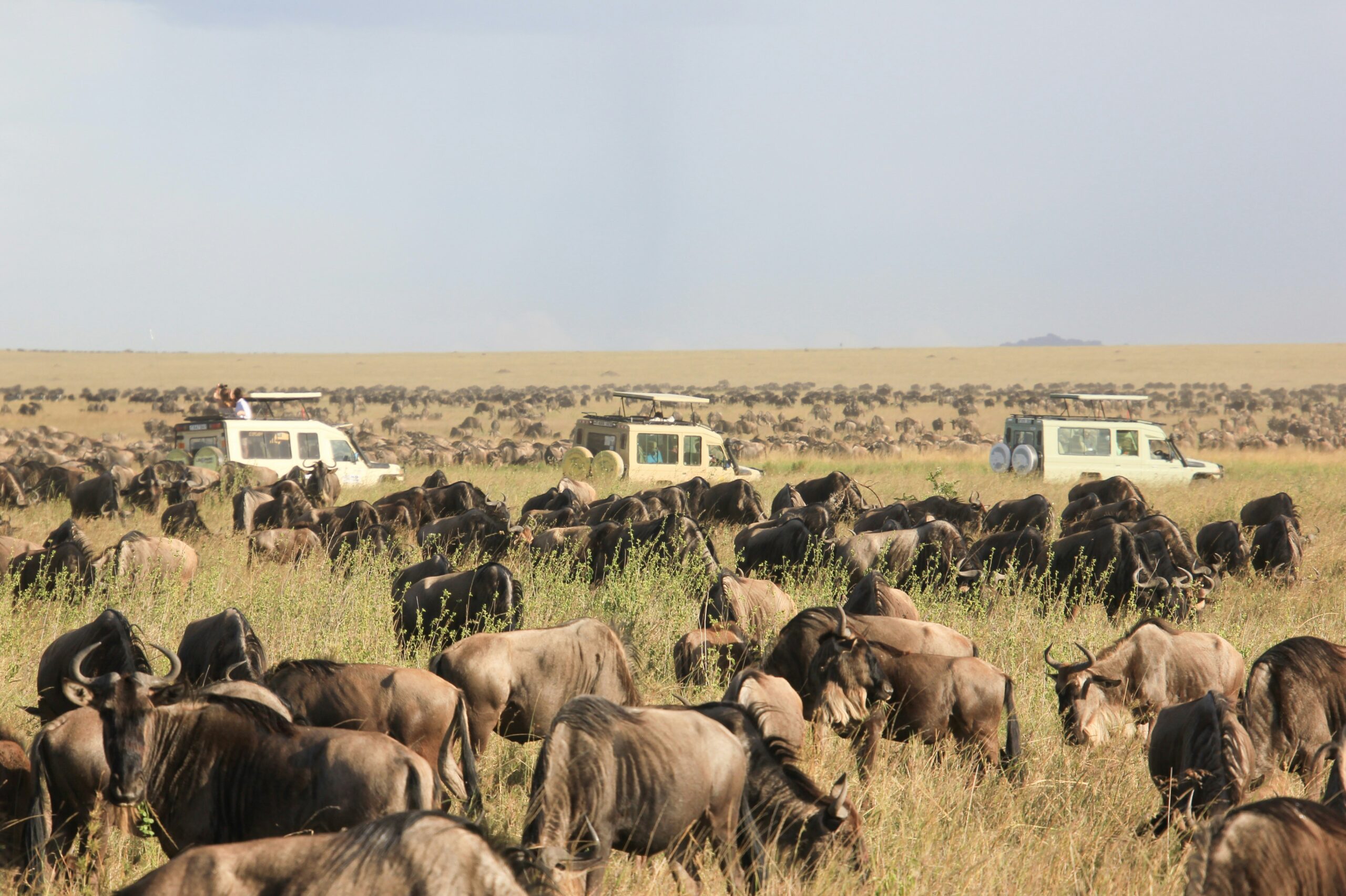 Wildebeest Migration spotted on a group joining safari in Masai Mara