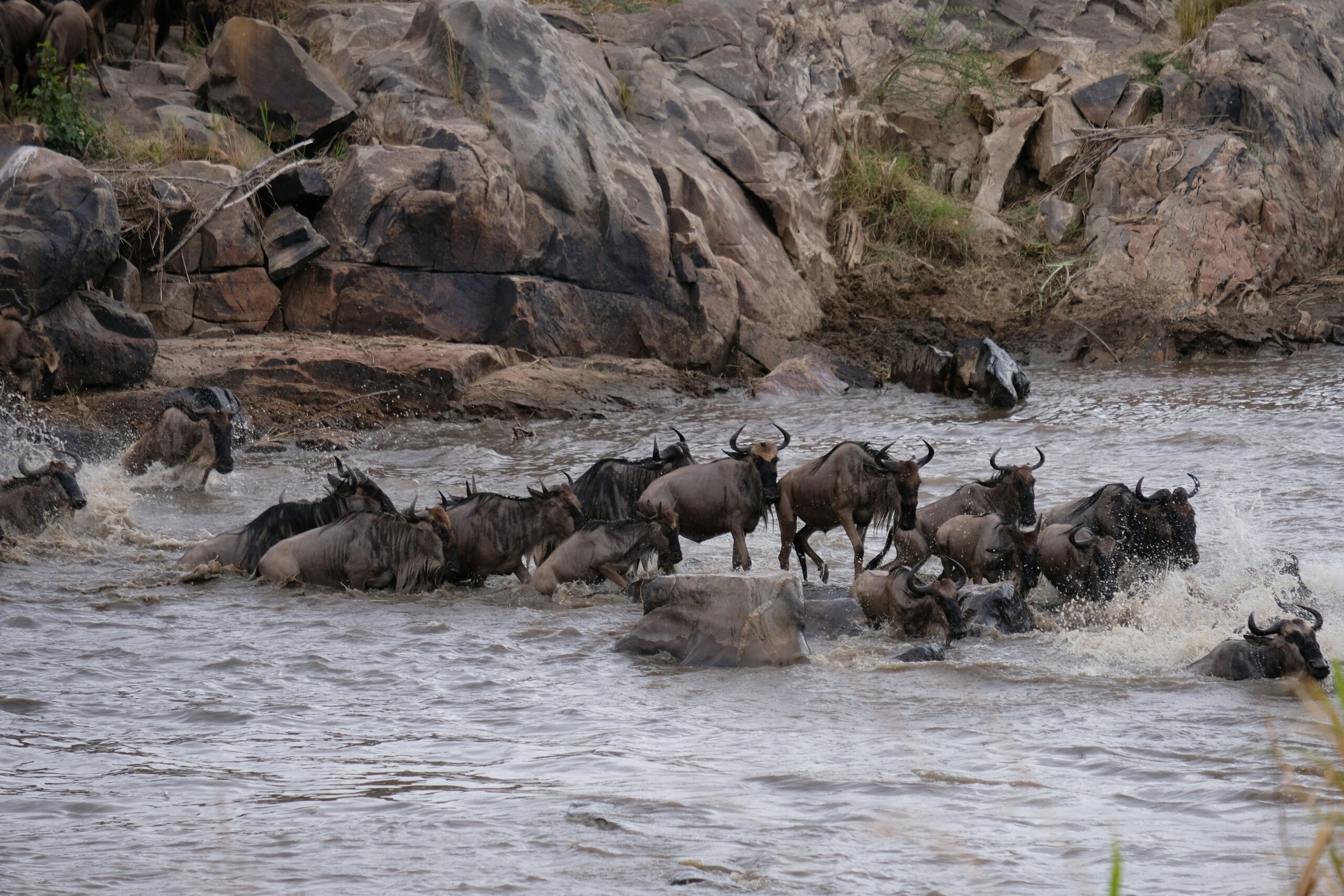 Wildebeest herd - the mara river crossing