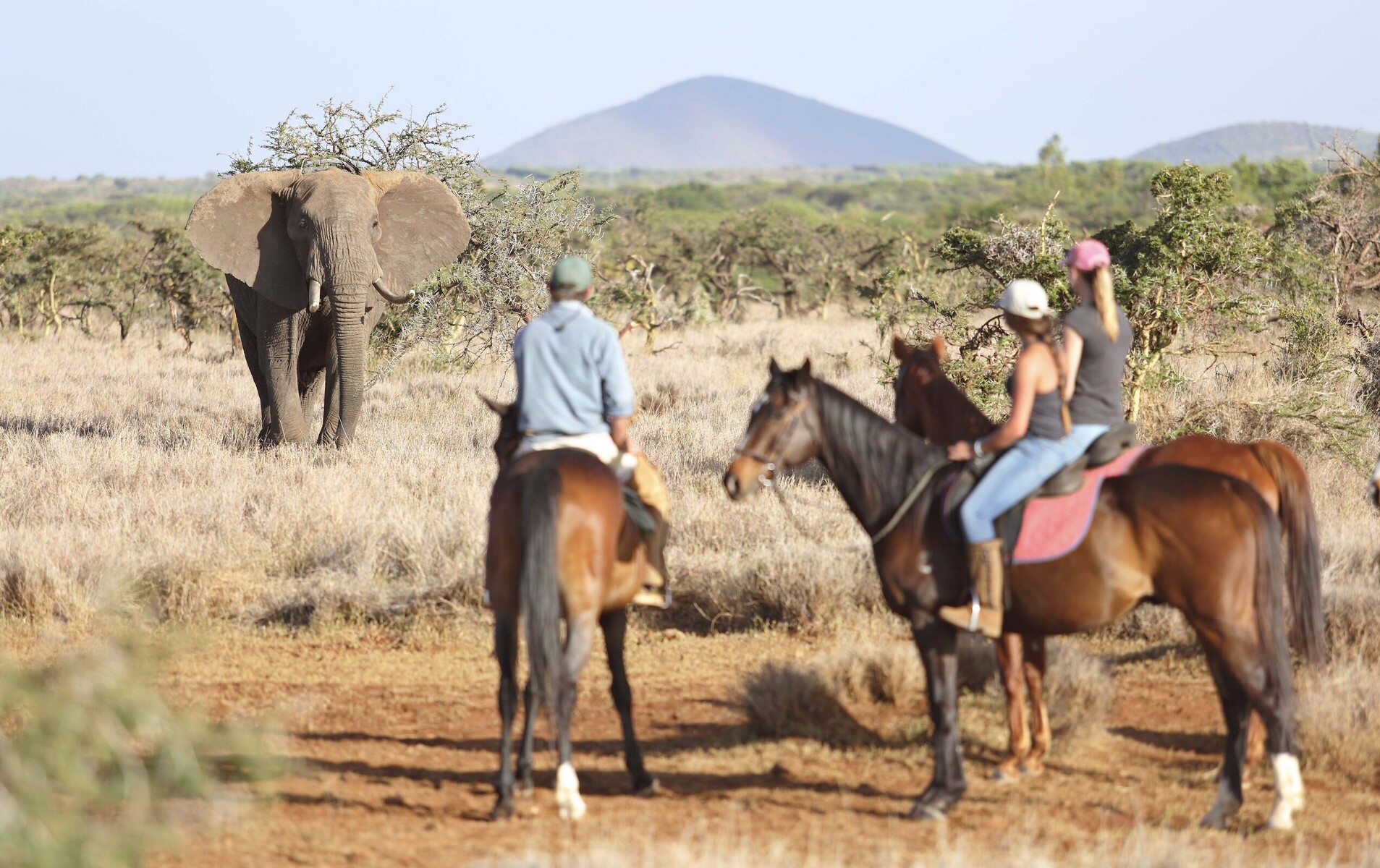 Exciting horseback safari in Kenya - loisaba