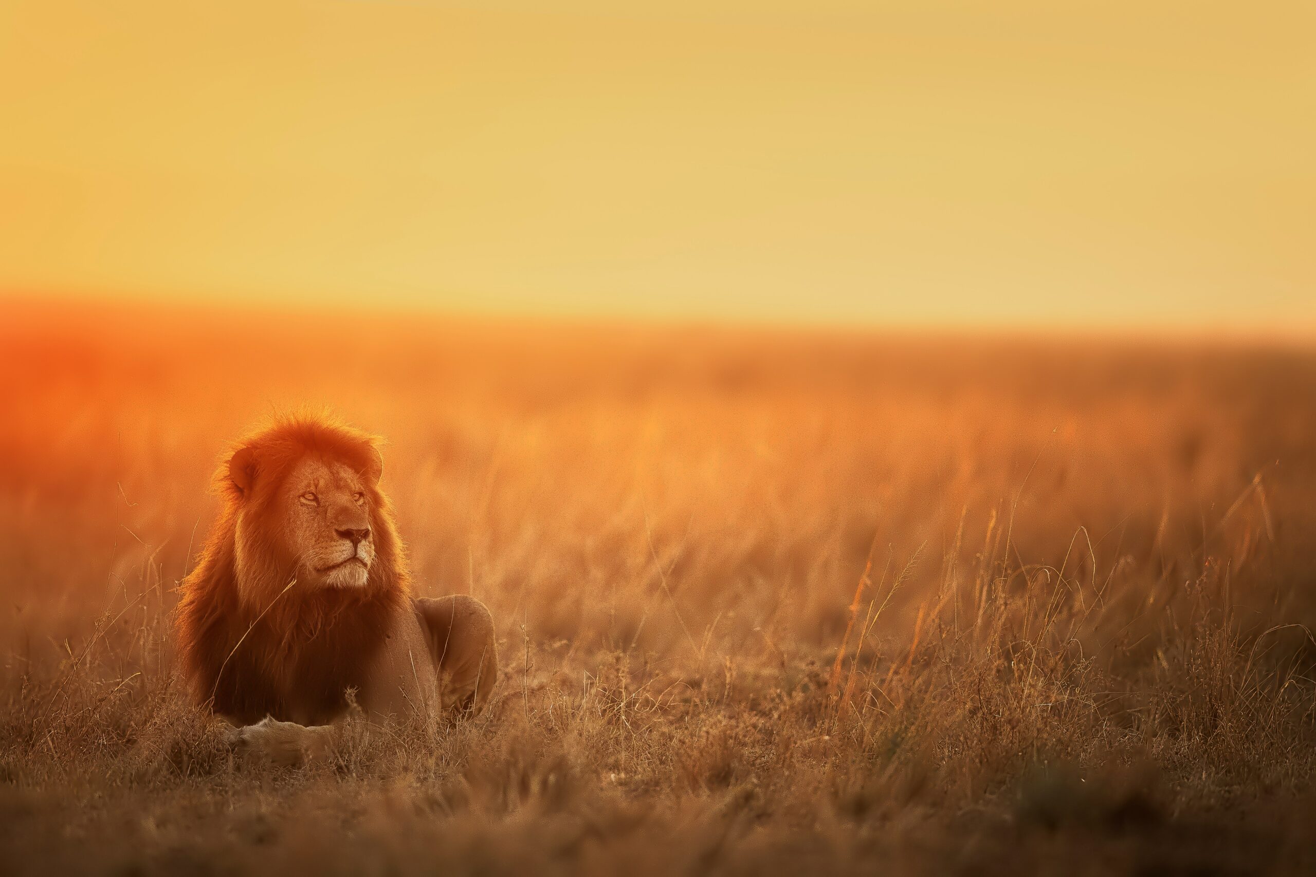 lion spotted on big 5 safari guide