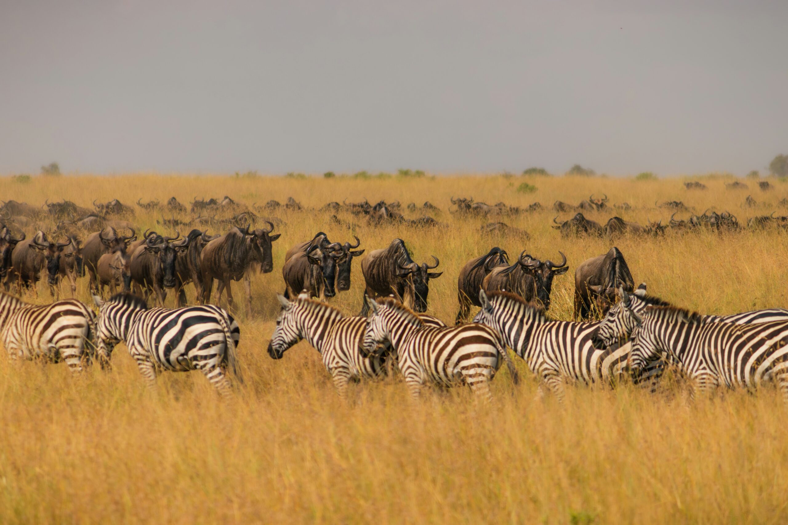 the mara river crossing wildebeest migration masai mara kenya